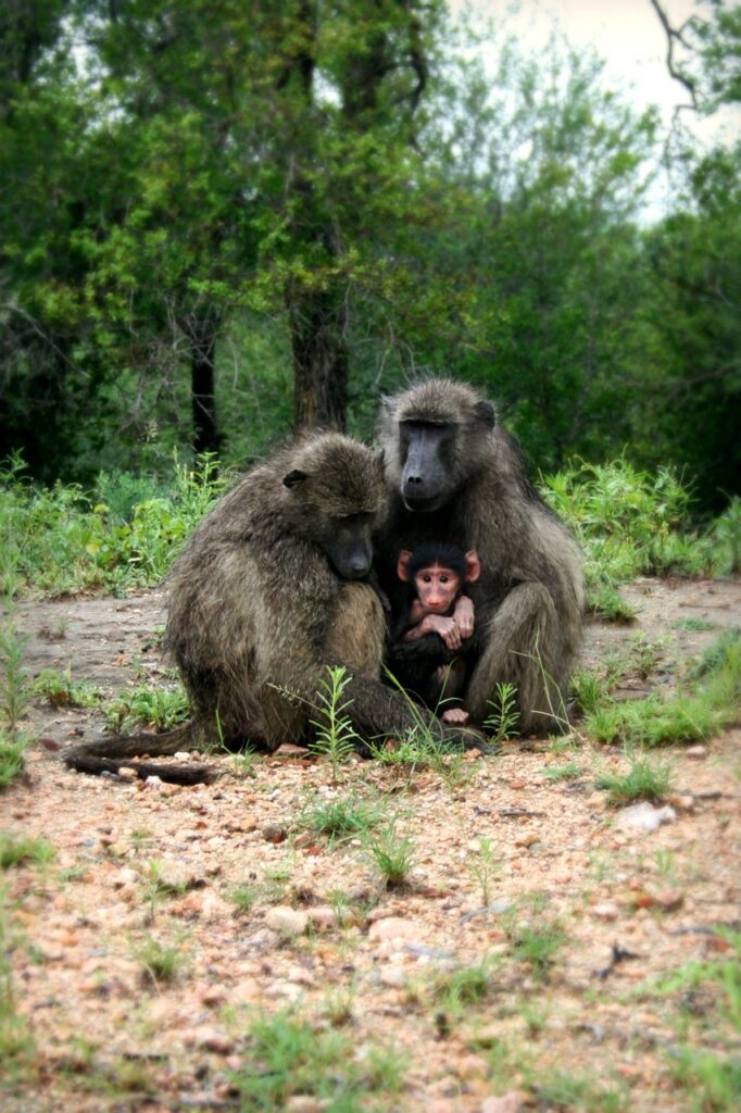 africa, south africa, wildlife-210075.jpg